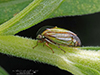 treehopper (Acutalis tartarea)