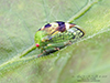 treehoppers (Cyrtolobus sp.)
