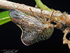 treehopper (Telamona monticola)