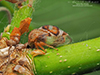 treehopper (Xantholobus muticus)