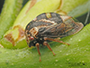 treehopper (Xantholobus muticus)