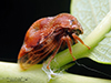 treehopper (Xantholobus muticus)