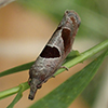 triangle-backed pelochrista moth
