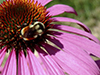 tricolored bumble bee