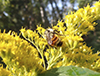 tricolored bumble bee