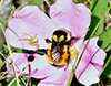 tricolored bumble bee