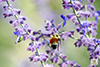 tricolored bumble bee