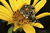 true melissodes bee (Melissodes Subgenus Eumelissodes)