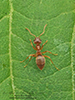 turfgrass ant