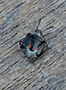 twice-stabbed stink bug