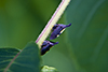two-marked treehopper complex (Enchenopa binotata complex)