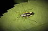 two-spotted grass bug