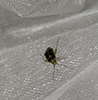 two-spotted grass bug
