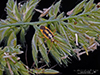 two-spotted grass bug