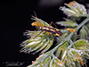 two-spotted grass bug