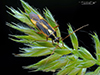 two-spotted grass bug