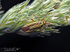 two-spotted grass bug