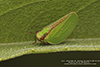 two-striped planthopper