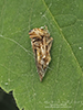 typical leafhopper (Family Cicadellidae)