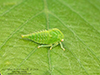 typical treehopper (Tribe Smiliini)
