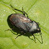 umbrose seed bug