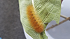 Virginian tiger moth