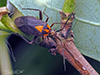 variable eastern taedia mirid