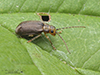 viburnum leaf beetle