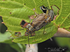 viburnum leaf beetle