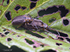 viburnum leaf beetle