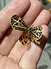 virgin tiger moth