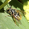 wasp-like falsehorn