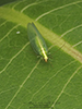 weeping green lacewing