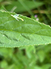weeping green lacewing