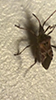 western conifer seed bug