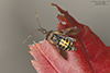 western conifer seed bug