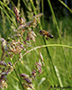 western honey bee