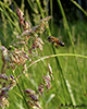 western honey bee