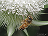 western honey bee