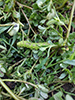 white-lined sphinx