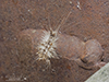 white-marked tussock moth