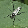 white-winged march fly