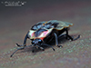 winter firefly