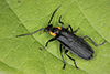 wrinkled soldier beetle (Podabrus rugosulus)