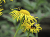 yellow-banded bumble bee