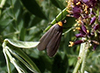 yellow-collared scape moth