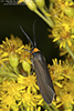 yellow-collared scape moth