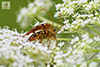 yellow-horned flower longhorn beetle