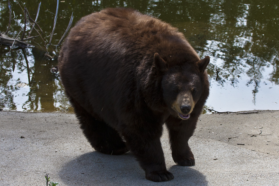 Minnesota Seasons - American black bear