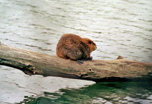 American beaver